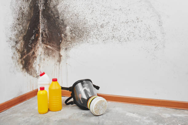Crawl Space Mold Removal in Sparks, NV