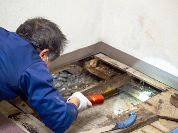 Best Mold Remediation Experts  in Sparks, NV