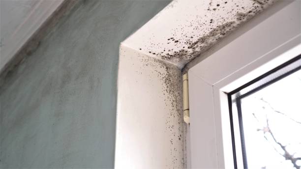 Best Mold Damage Repair  in Sparks, NV