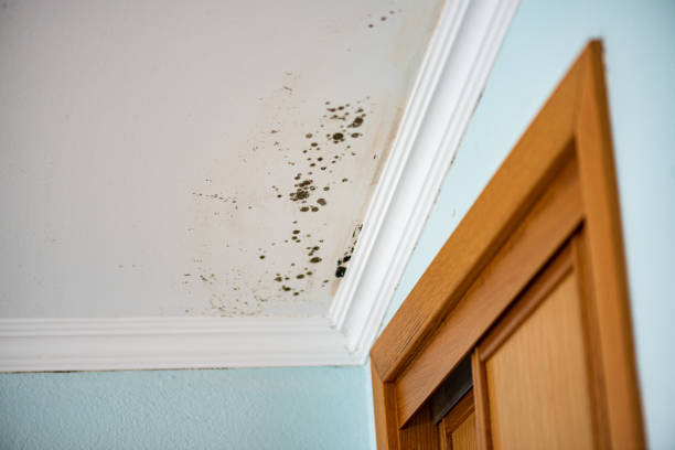 Best Commercial Mold Removal  in Sparks, NV