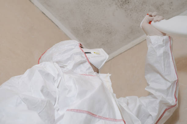 Mold Removal Process in Sparks, NV
