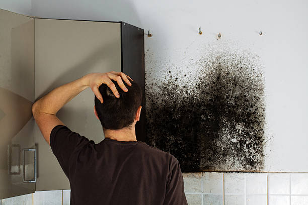 Best Office Mold Removal Services  in Sparks, NV