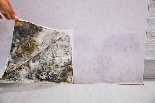 Best Attic Mold Removal  in Sparks, NV